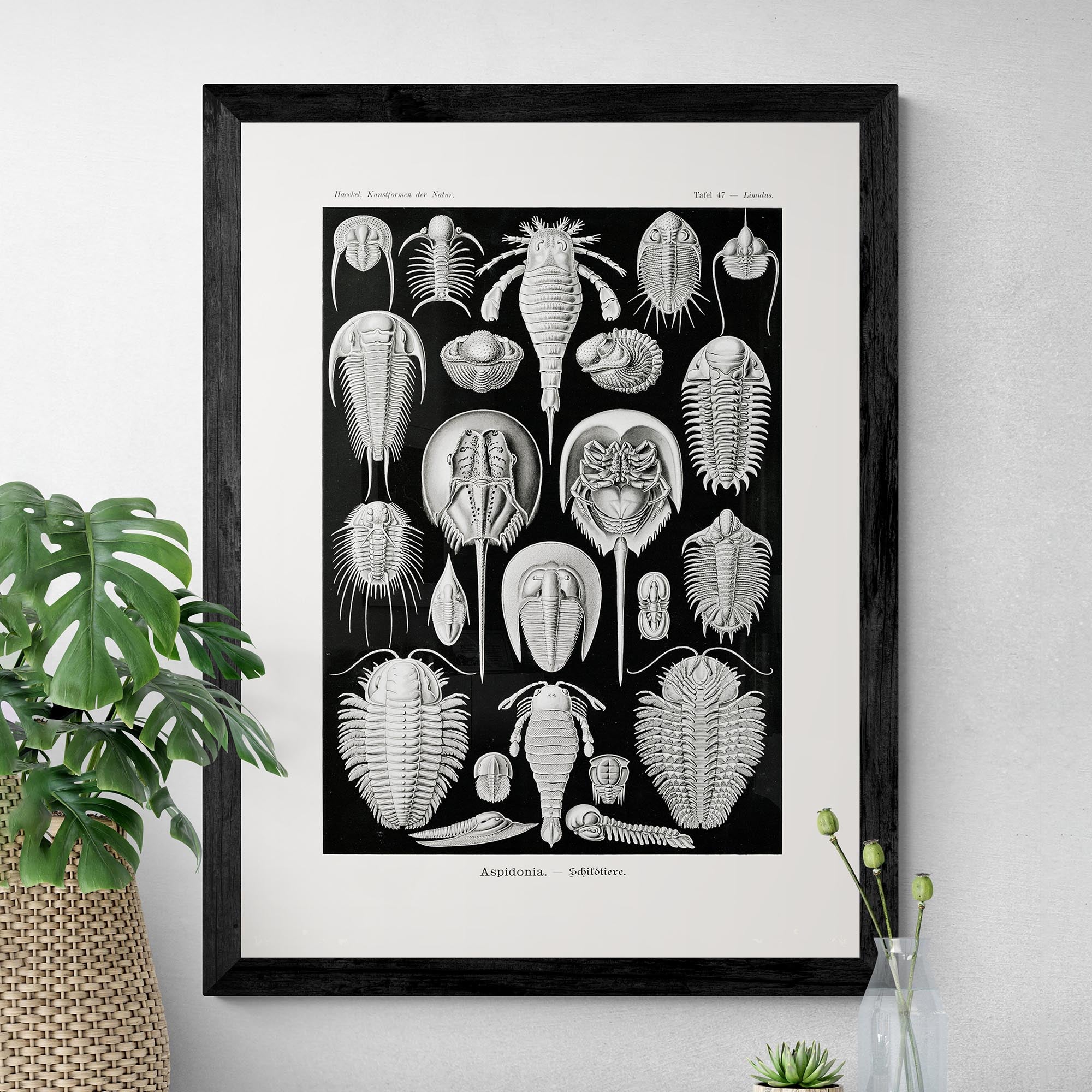 giclee Ernst Haeckel Aspidonia Marine Life Coral, Seashell Botanical Giclée Fine Art Print