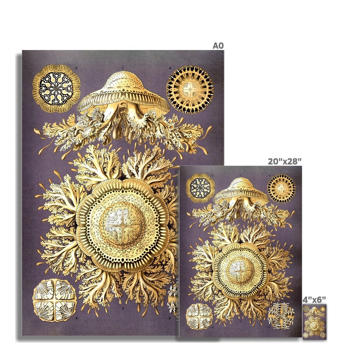 Ernst Haeckel Discomedusae Jellyfish Marine Life Botanical Illustration Giclée Fine Art Print