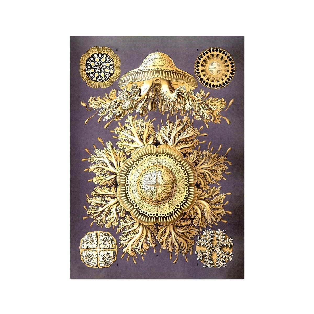 Ernst Haeckel Discomedusae Jellyfish Marine Life Botanical Illustration Giclée Fine Art Print
