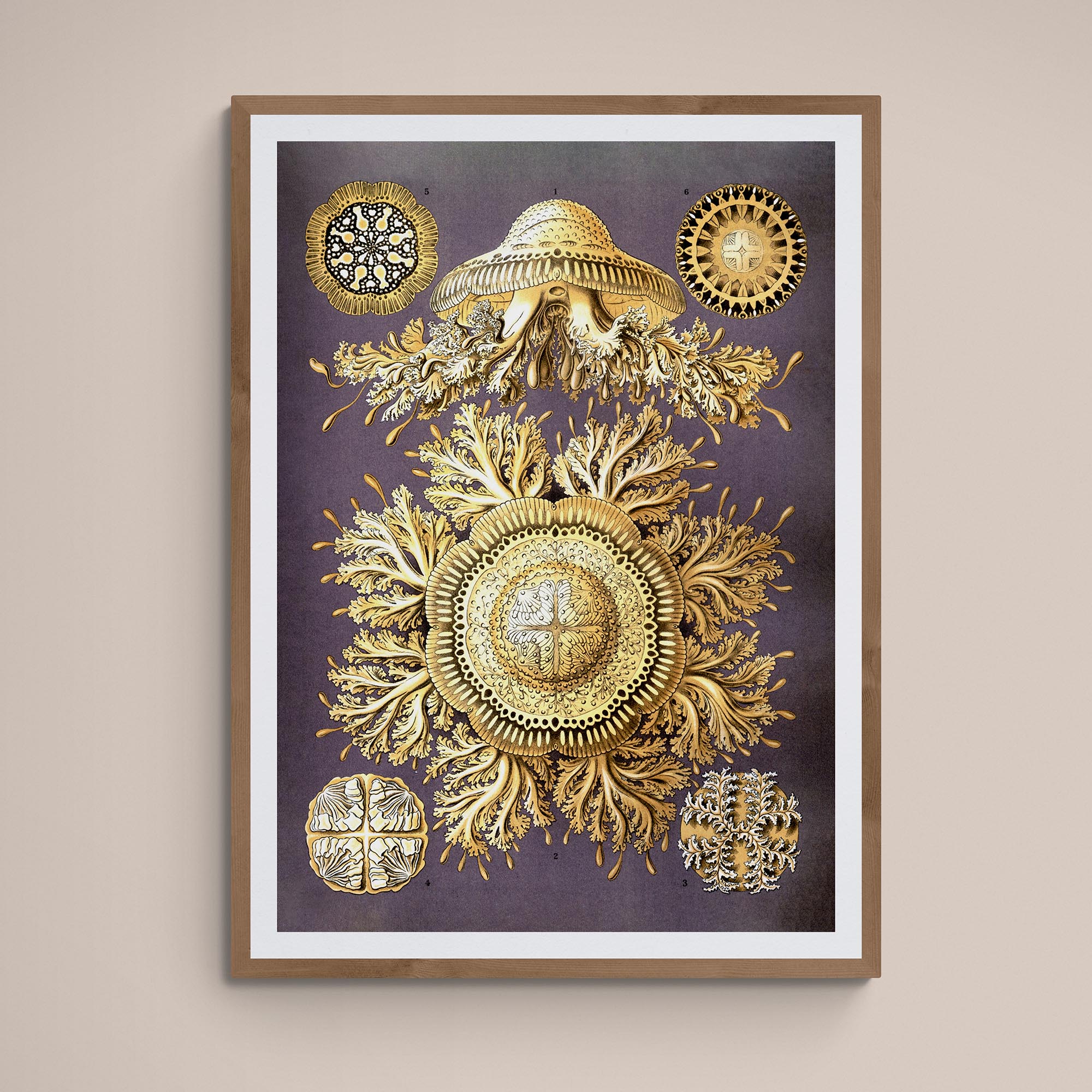 giclee 4"x6" Ernst Haeckel Discomedusae Jellyfish Marine Life Botanical Illustration Giclée Fine Art Print