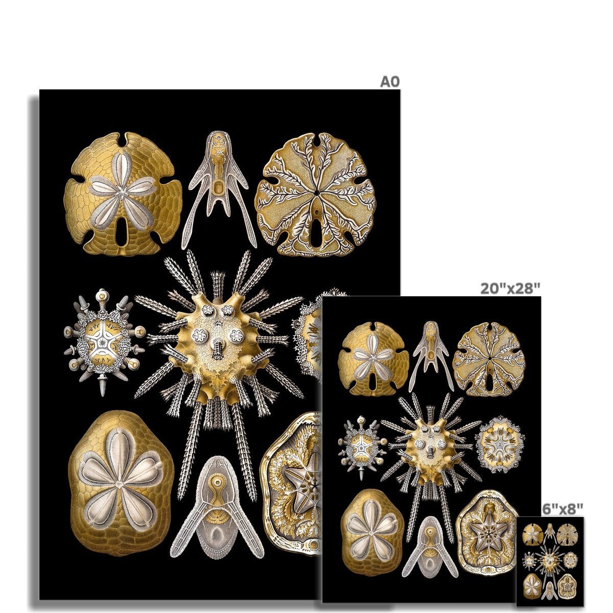 giclee 6"x8" Ernst Haeckel, Echinidea, Marine Life, Sand Dollars, Seashells Giclée | Ocean Home Decor | Vintage Fine Art Print