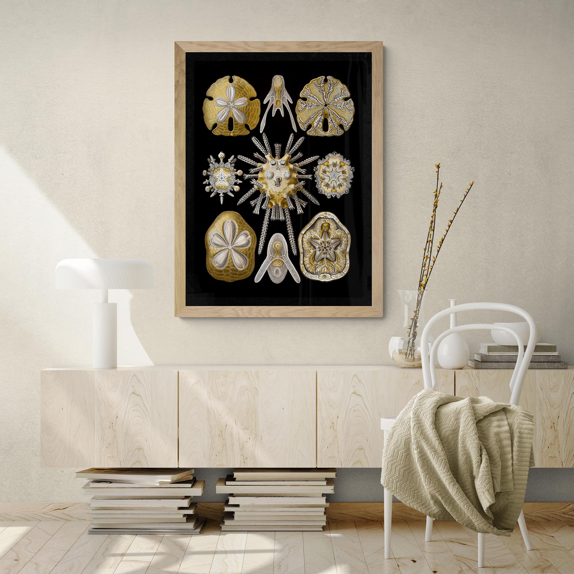 giclee Ernst Haeckel, Echinidea, Marine Life, Sand Dollars, Seashells Giclée | Ocean Home Decor | Vintage Fine Art Print