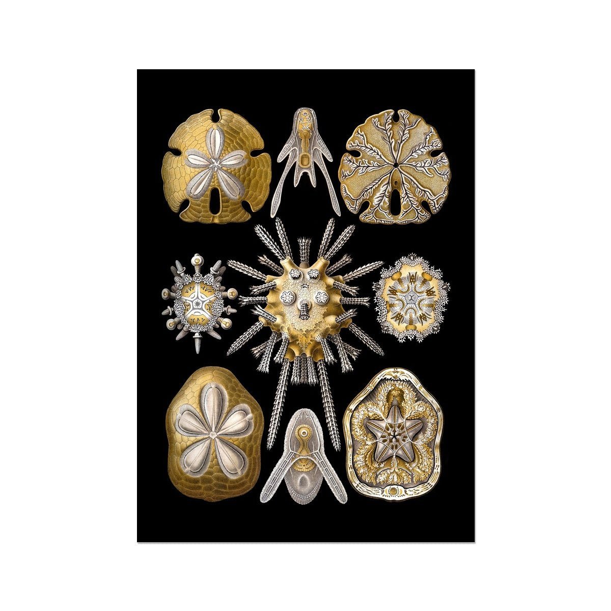 Ernst Haeckel, Echinidea, Marine Life, Sand Dollars, Seashells Giclée | Ocean Home Decor | Vintage Fine Art Print