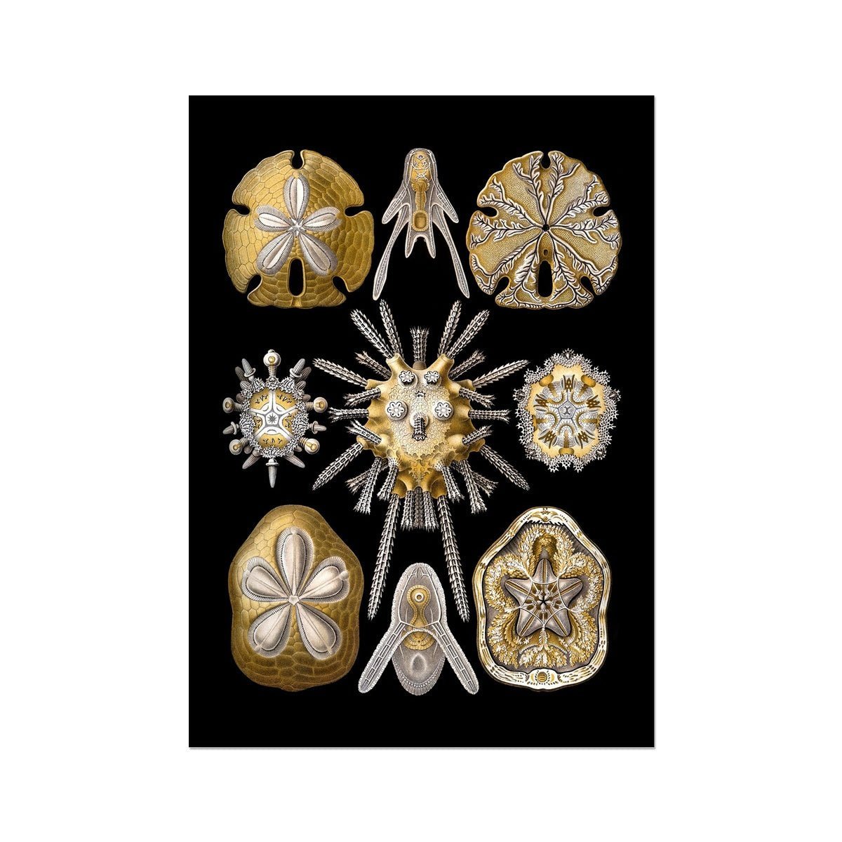 giclee Ernst Haeckel, Echinidea, Marine Life, Sand Dollars, Seashells Giclée | Ocean Home Decor | Vintage Fine Art Print