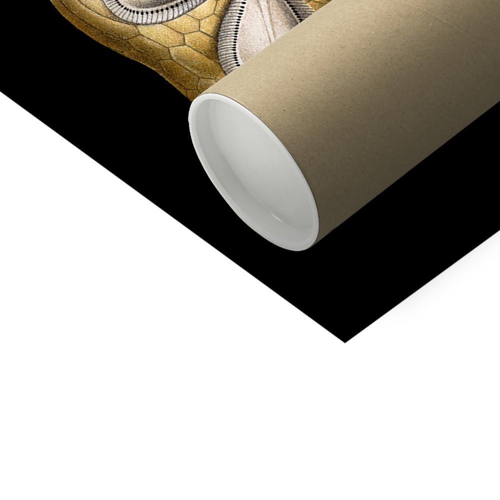 Ernst Haeckel, Echinidea, Marine Life, Sand Dollars, Seashells Giclée | Ocean Home Decor | Vintage Fine Art Print