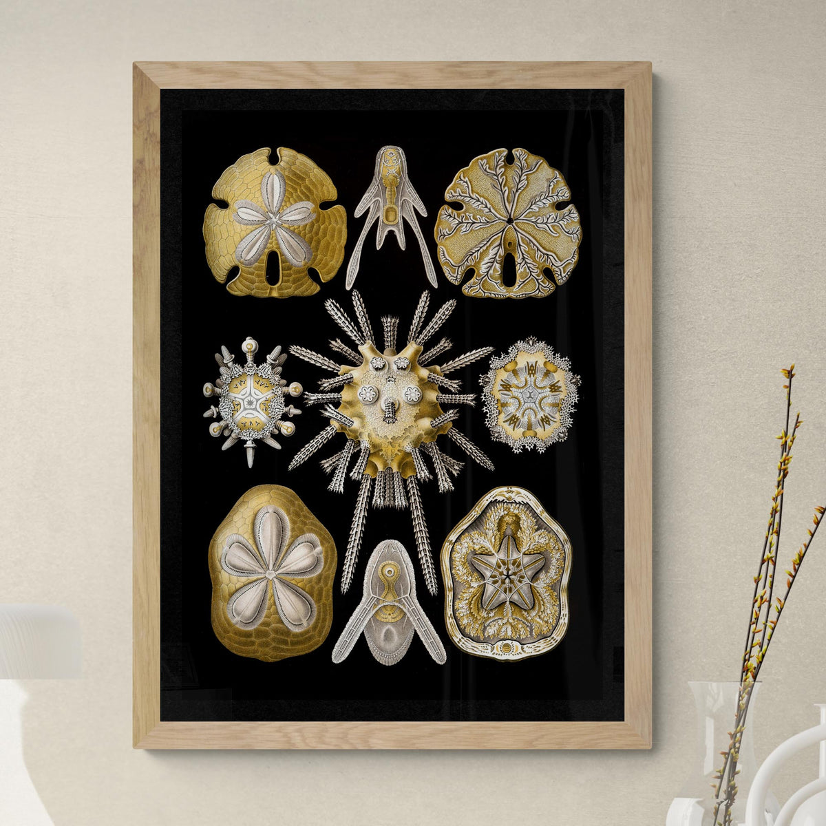 giclee 6&quot;x8&quot; Ernst Haeckel, Echinidea, Marine Life, Sand Dollars, Seashells Giclée | Ocean Home Decor | Vintage Fine Art Print