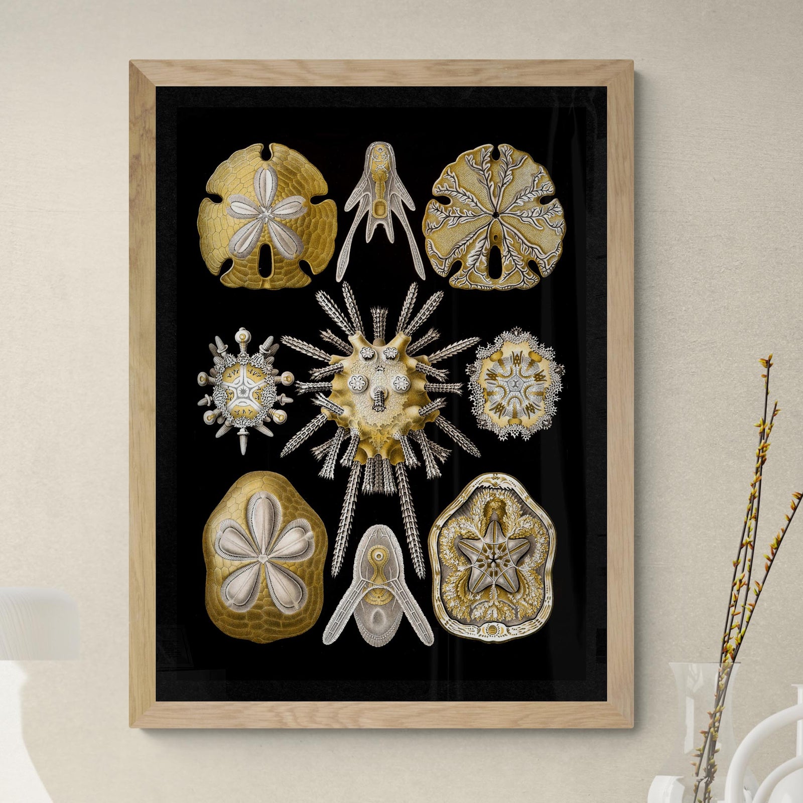 Ernst Haeckel, Echinidea, Marine Life, Sand Dollars, Seashells Giclée | Ocean Home Decor | Vintage Fine Art Print
