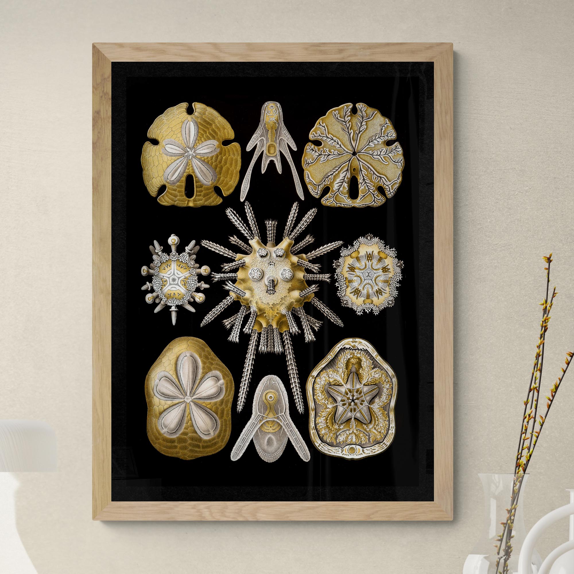 giclee 6"x8" Ernst Haeckel, Echinidea, Marine Life, Sand Dollars, Seashells Giclée | Ocean Home Decor | Vintage Fine Art Print