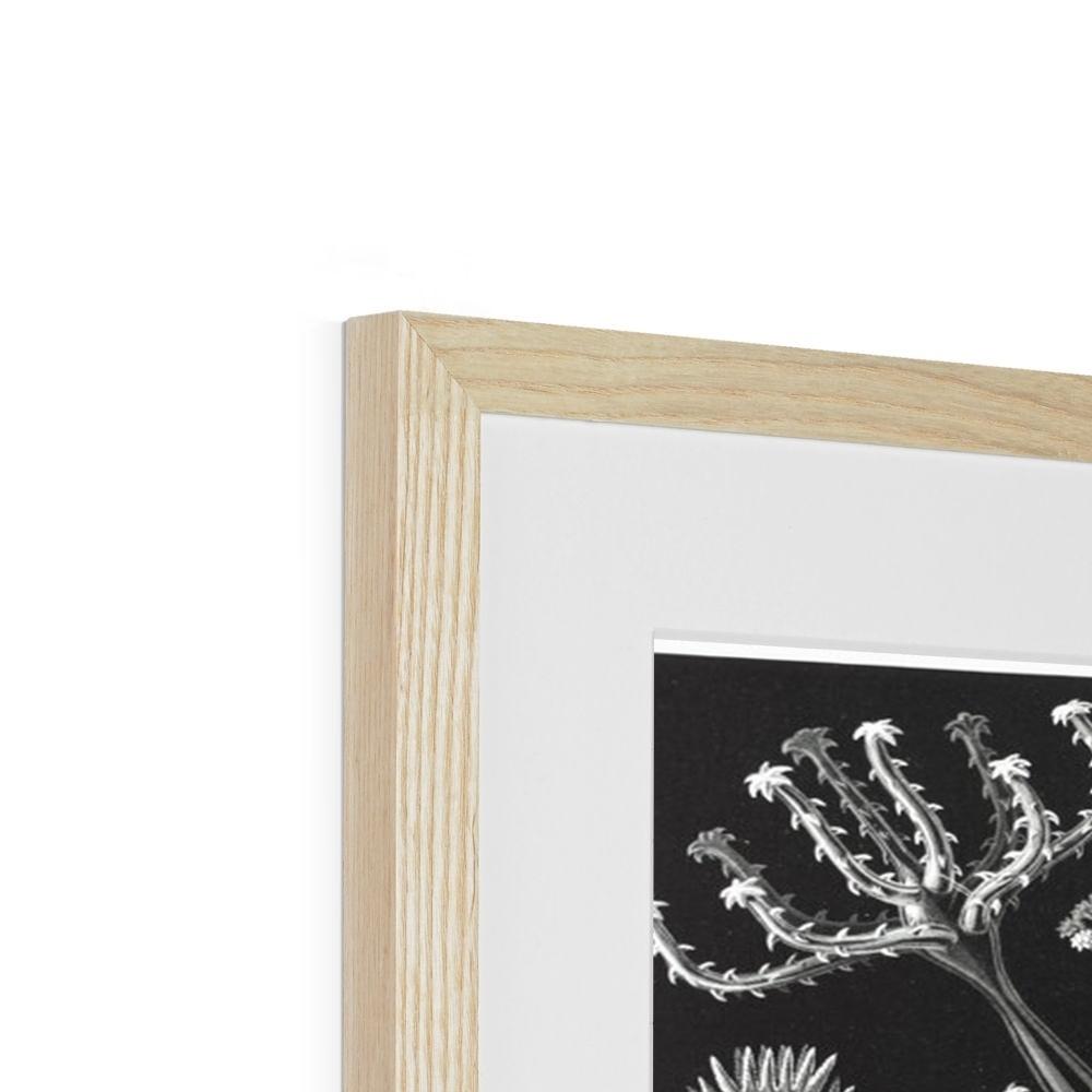 Ernst Haeckel Framed & Mounted Print