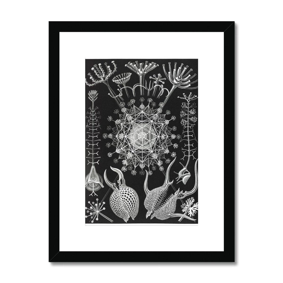 Framed Print 6"x8" / Black Frame Ernst Haeckel Framed & Mounted Print