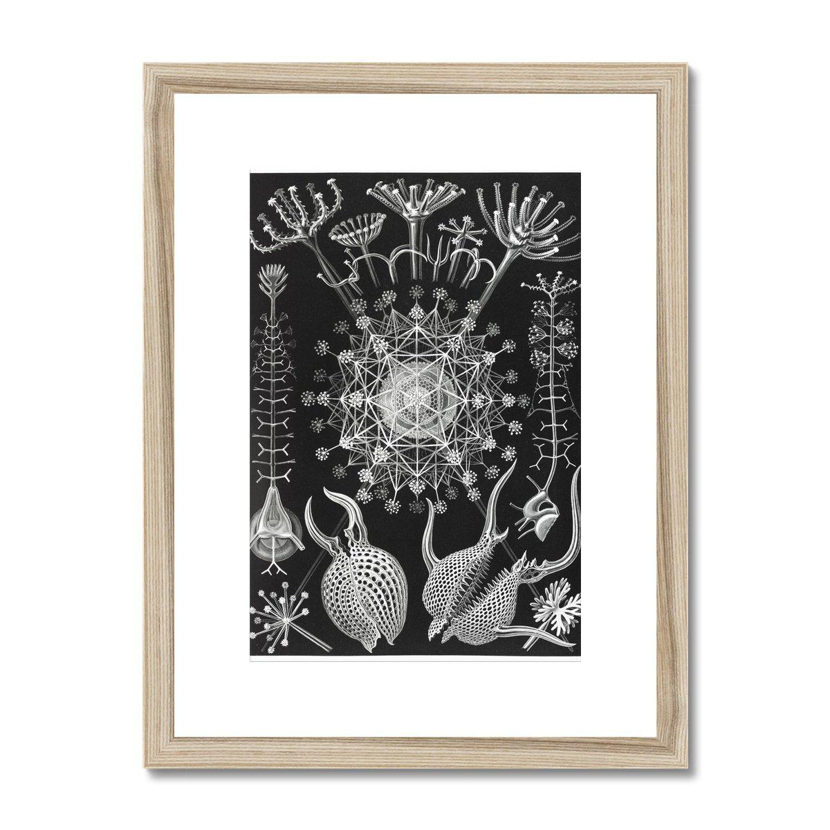 Framed Print 6"x8" / Natural Frame Ernst Haeckel Framed & Mounted Print