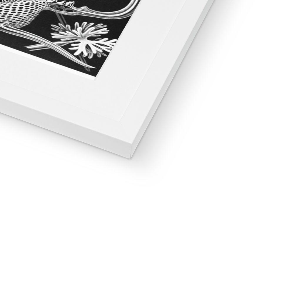 Ernst Haeckel Framed & Mounted Print