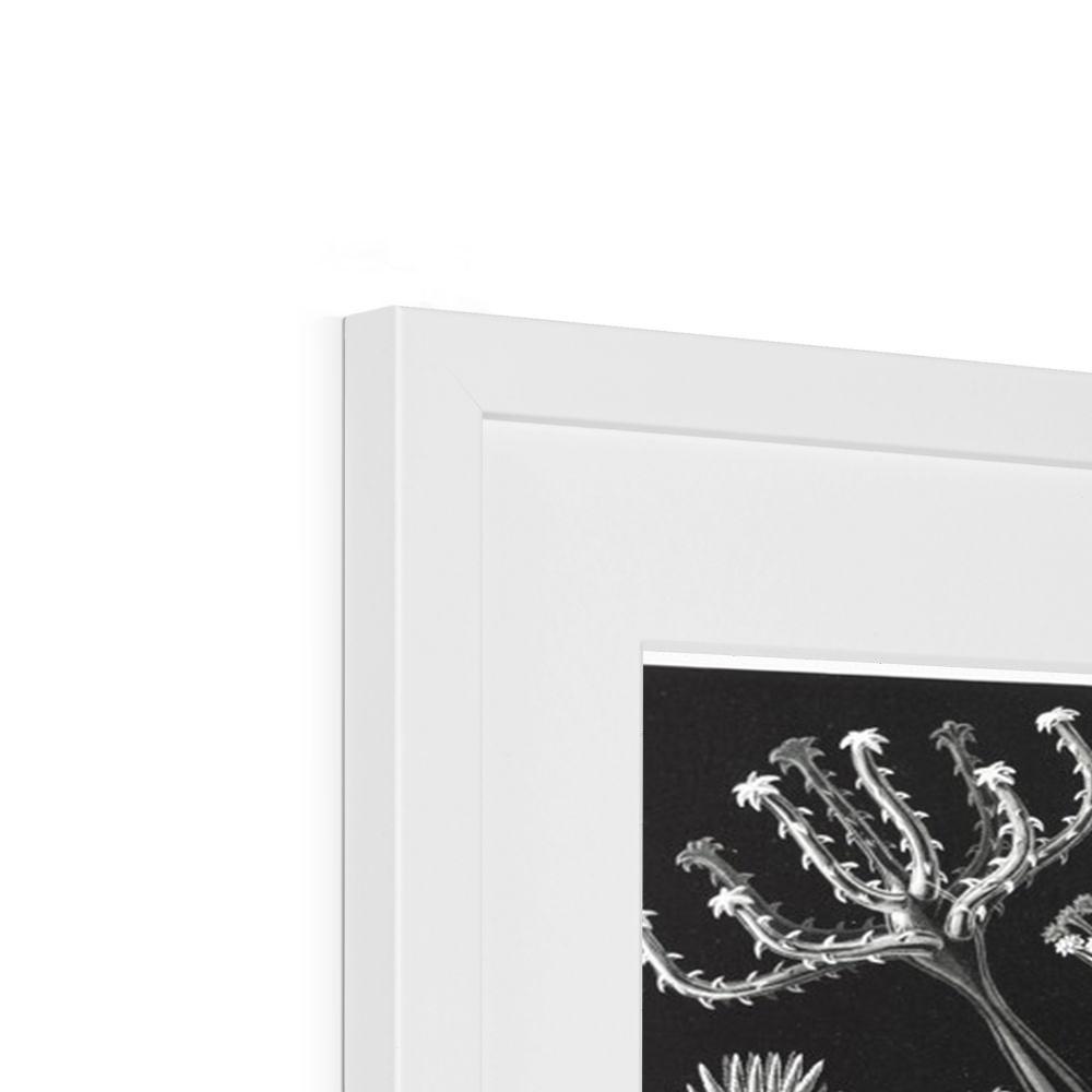Ernst Haeckel Framed & Mounted Print