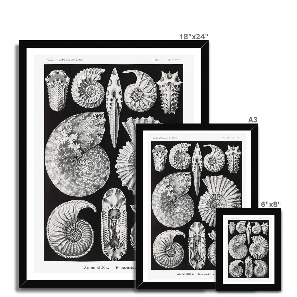 Framed Print ERNST HAECKEL FRAMED PRINT