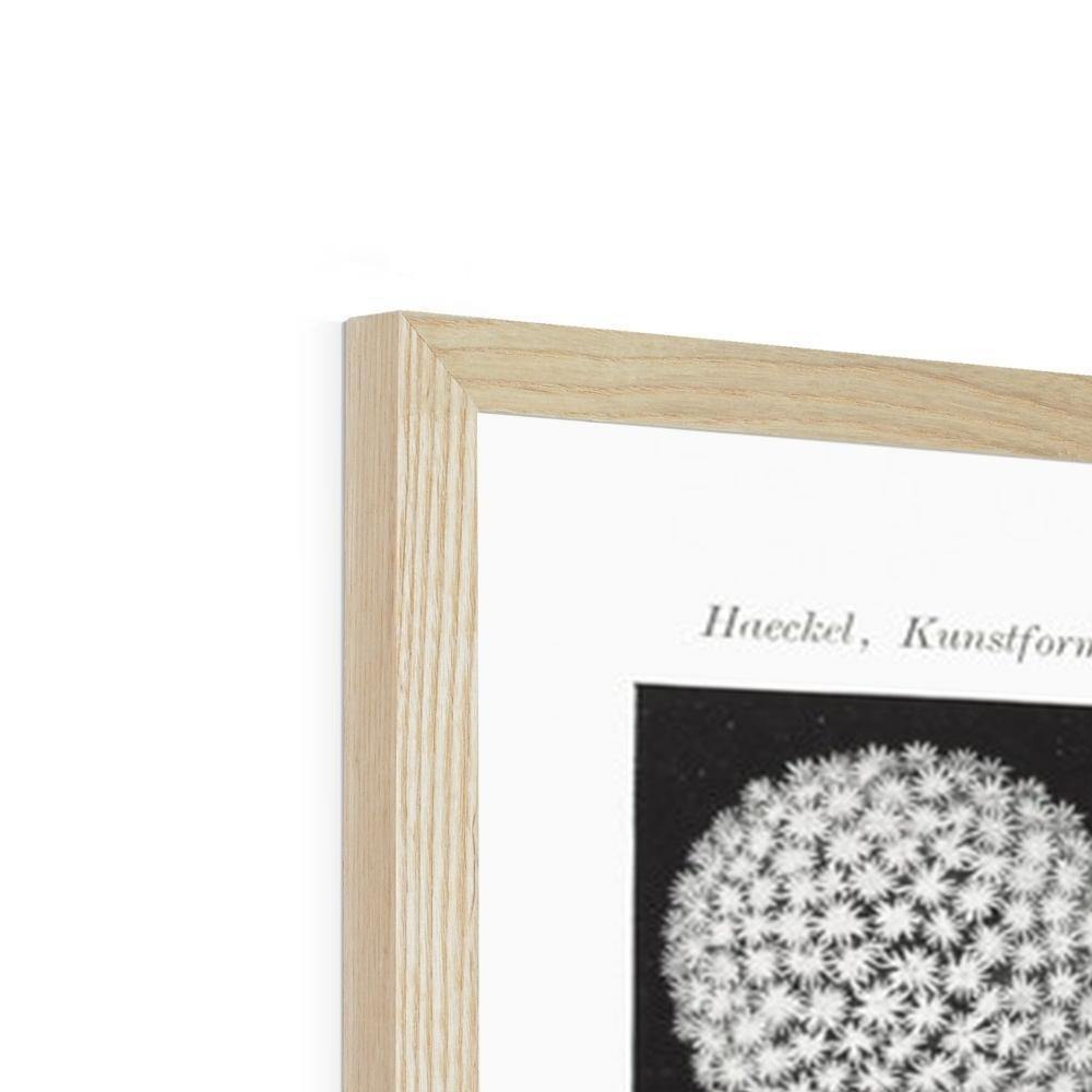 Ernst Haeckel Framed Print