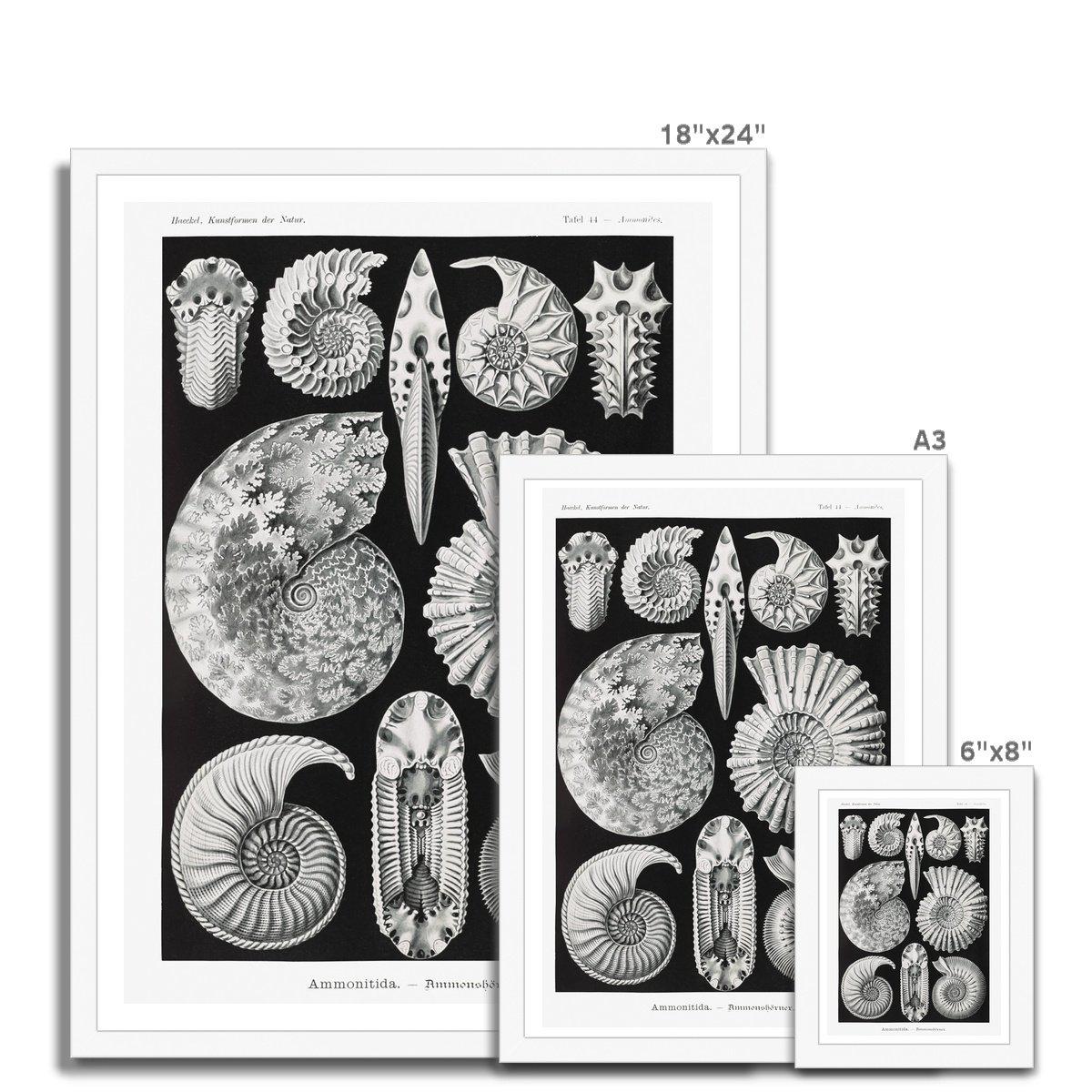 Framed Print ERNST HAECKEL FRAMED PRINT