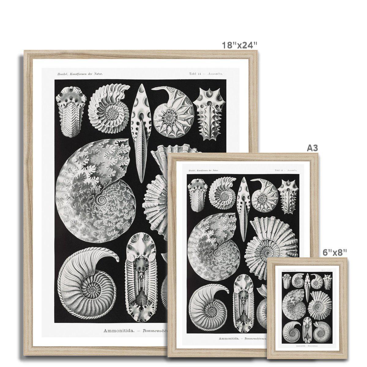 Framed Print ERNST HAECKEL FRAMED PRINT