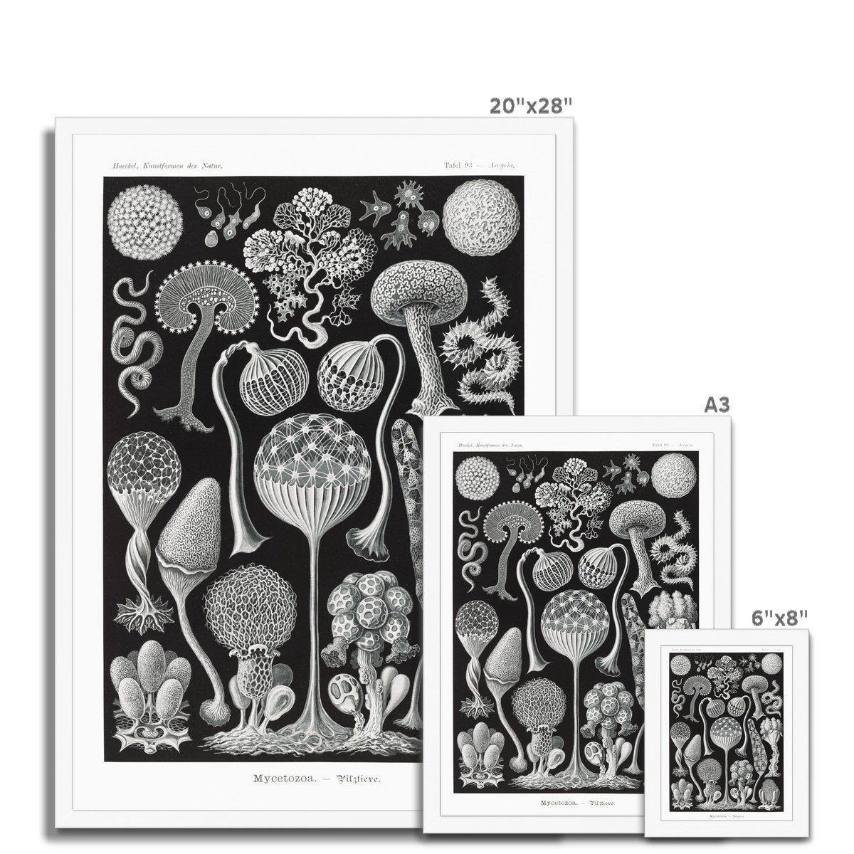 Ernst Haeckel Framed Print