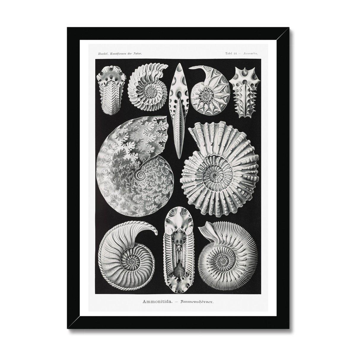 Framed Print 6"x8" / Black Frame ERNST HAECKEL FRAMED PRINT