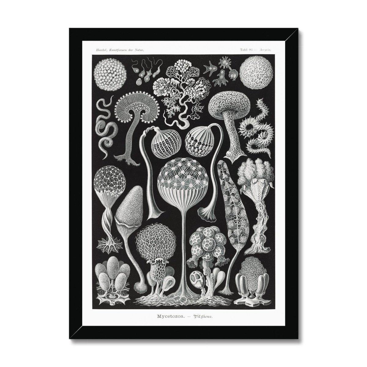 Framed Print 6"x8" / Black Frame Ernst Haeckel Framed Print