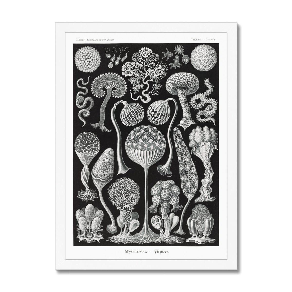 Framed Print 6"x8" / White Frame Ernst Haeckel Framed Print