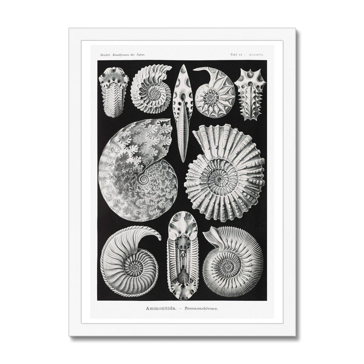 Framed Print 6"x8" / White Frame ERNST HAECKEL FRAMED PRINT