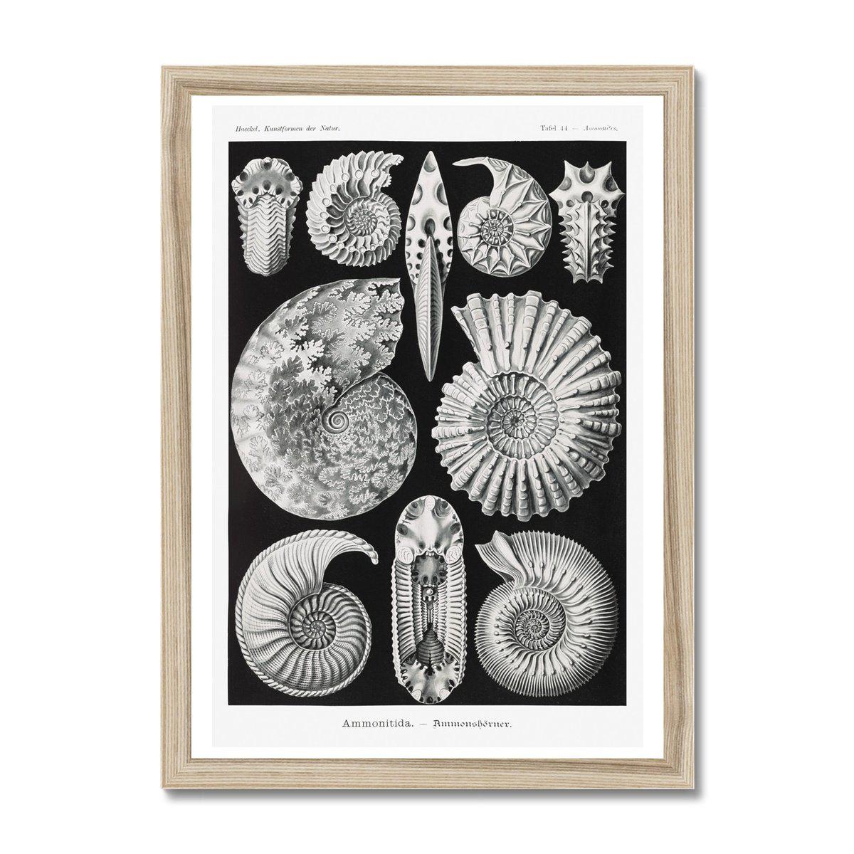 Framed Print 6"x8" / Natural Frame ERNST HAECKEL FRAMED PRINT