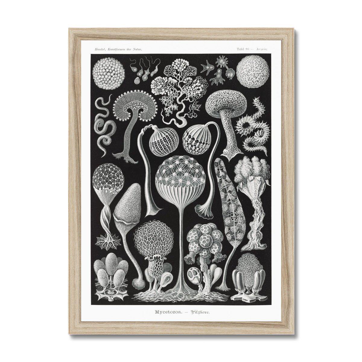 Framed Print 6"x8" / Natural Frame Ernst Haeckel Framed Print
