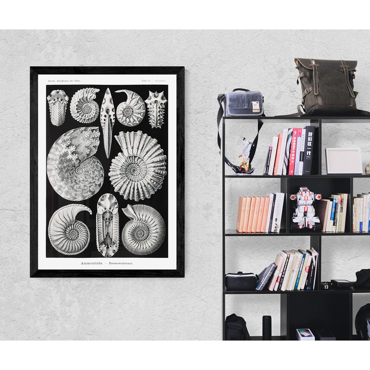 Framed Print ERNST HAECKEL FRAMED PRINT