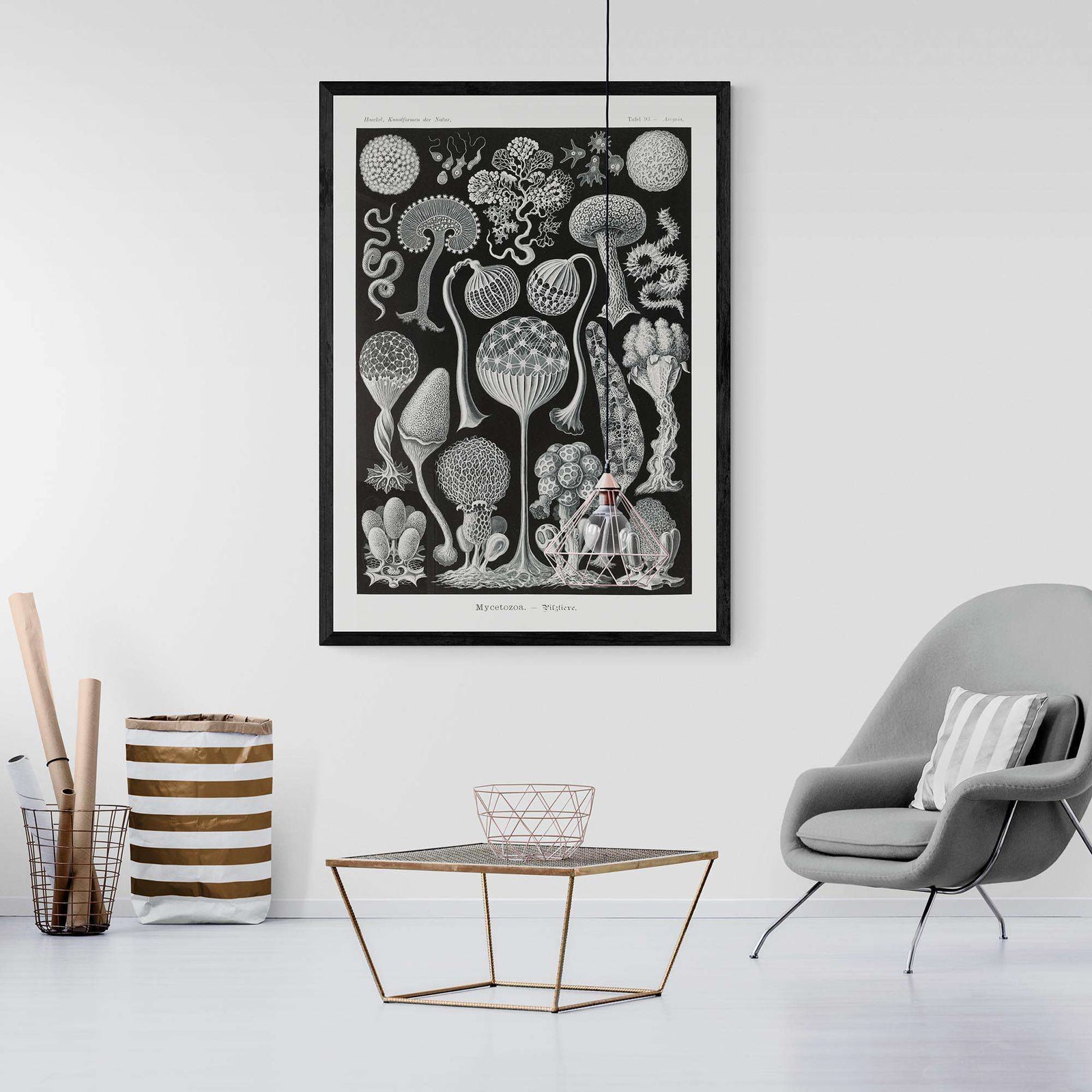 Ernst Haeckel Framed Print
