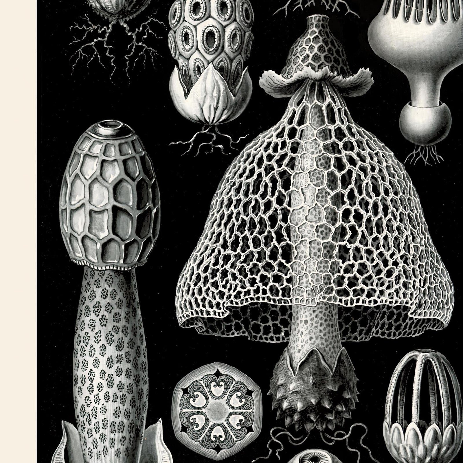 Ernst Haeckel Mushroom Print | Cottagecore Fungi Botanical Illustration | High Rez Vintage Fine Art Print