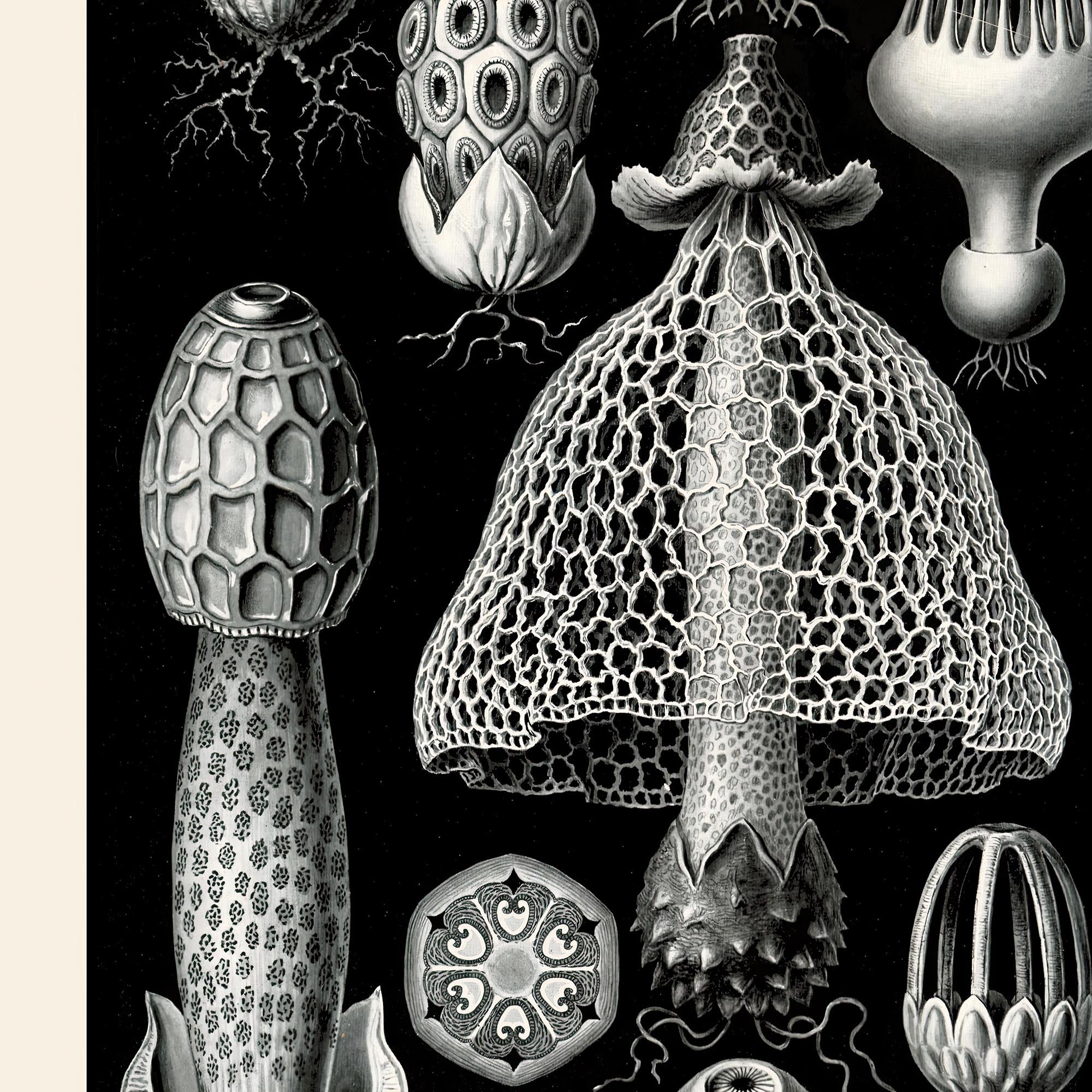 Fine art Ernst Haeckel Mushroom Print | Cottagecore Fungi Botanical Illustration | High Rez Vintage Fine Art Print