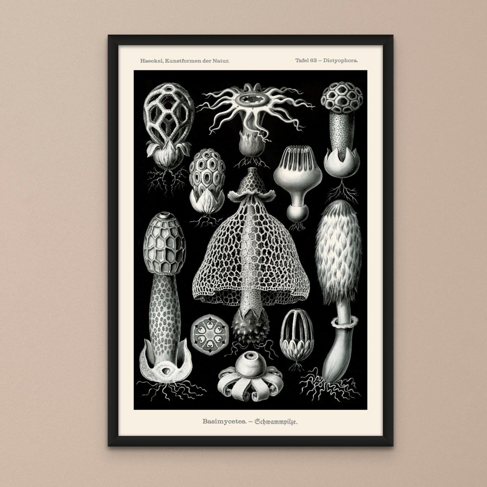 Ernst Haeckel Mushroom Print | Cottagecore Fungi Botanical Illustration | High Rez Vintage Fine Art Print