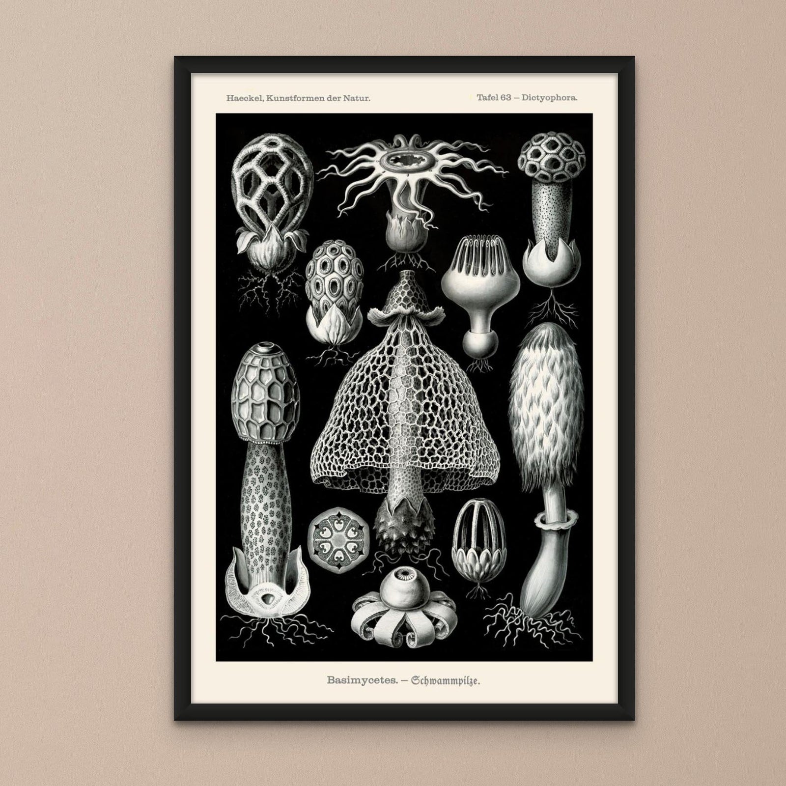 Fine art Ernst Haeckel Mushroom Print | Cottagecore Fungi Botanical Illustration | High Rez Vintage Fine Art Print