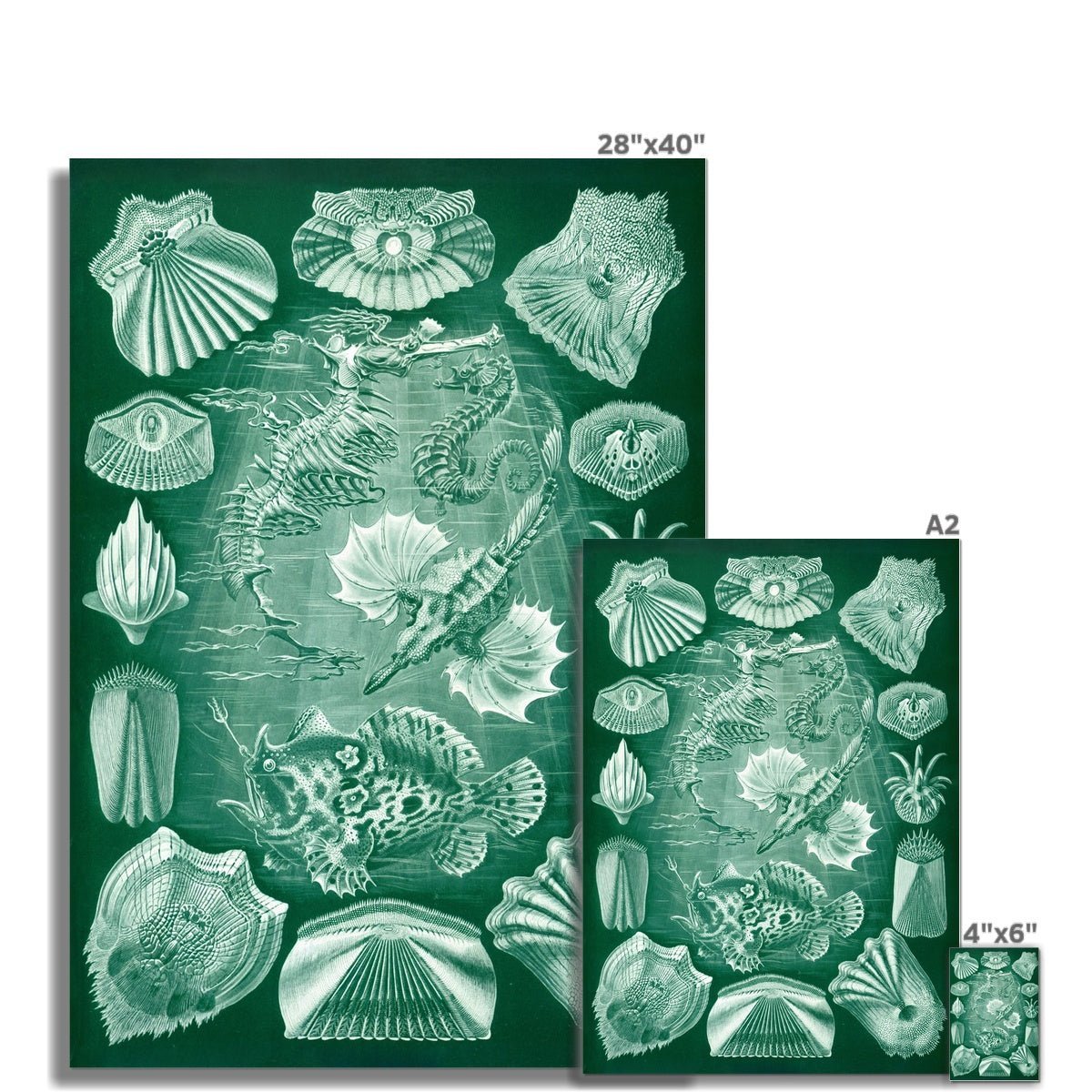 giclee 4"x6" Ernst Haeckel Teleostei Marine Life Seashells Ocean Life Scuba Beach Vintage Giclée Fine Art Print