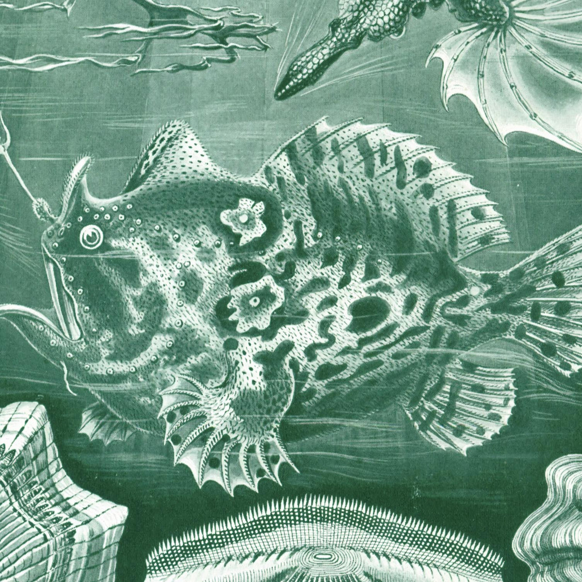 Ernst Haeckel Teleostei Marine Life Seashells Ocean Life Scuba Beach Vintage Giclée Fine Art Print