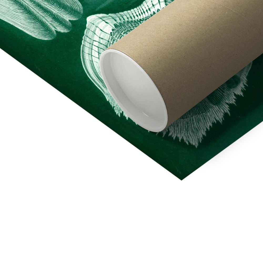 Ernst Haeckel Teleostei Marine Life Seashells Ocean Life Scuba Beach Vintage Giclée Fine Art Print