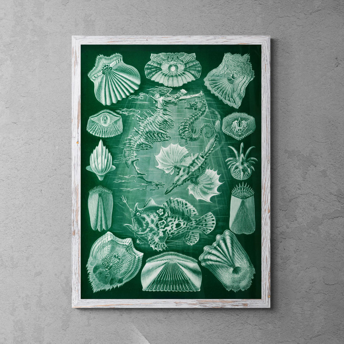 giclee 4&quot;x6&quot; Ernst Haeckel Teleostei Marine Life Seashells Ocean Life Scuba Beach Vintage Giclée Fine Art Print