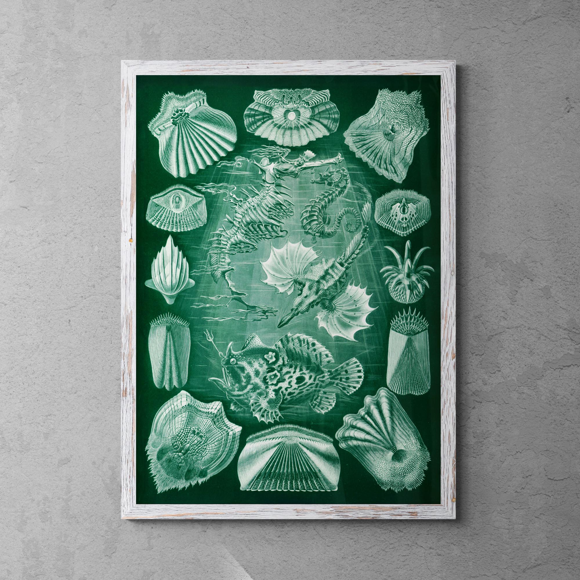 giclee 4"x6" Ernst Haeckel Teleostei Marine Life Seashells Ocean Life Scuba Beach Vintage Giclée Fine Art Print