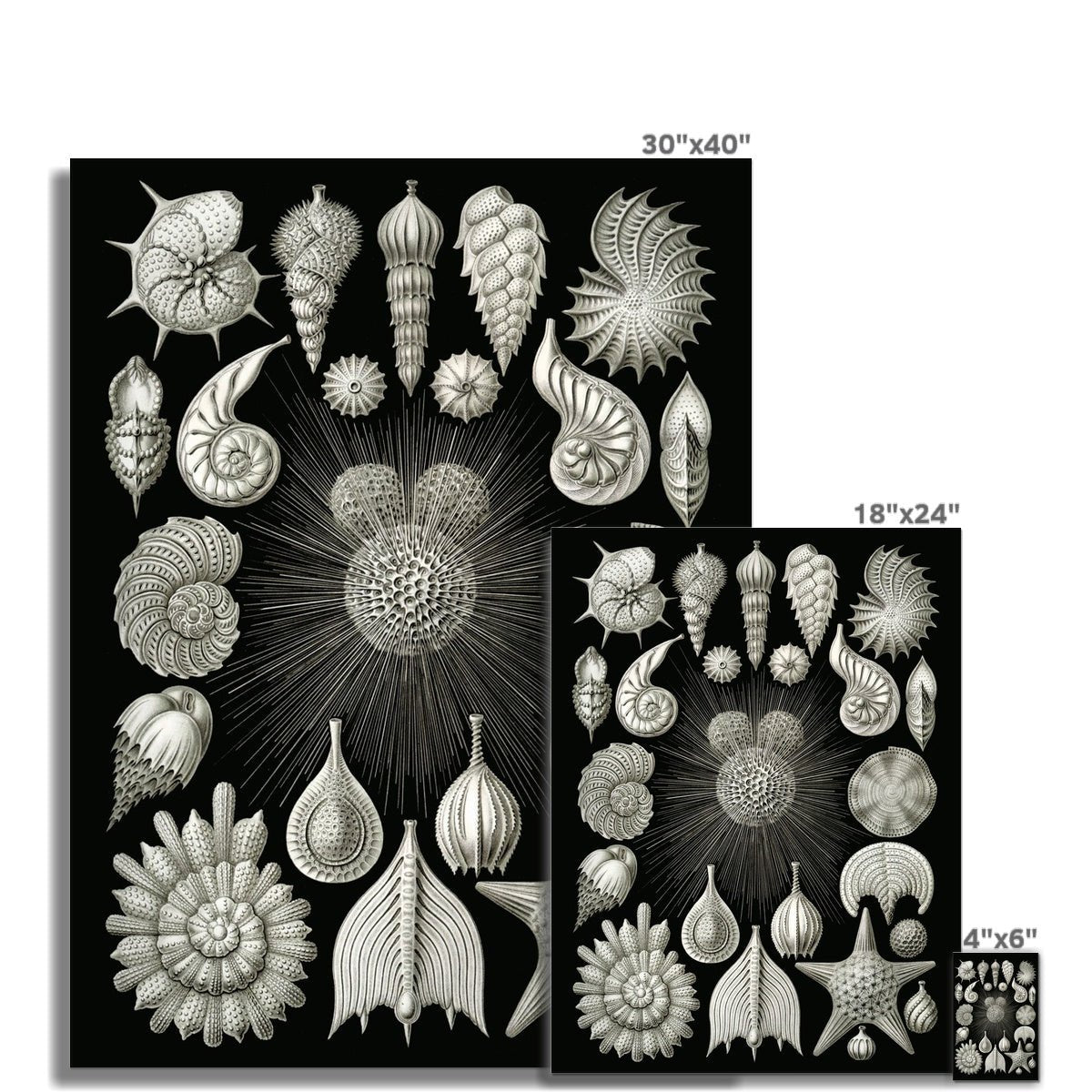 giclee Ernst Haeckel Thalamphora Marine Life (Art Forms in Nature) | Ocean Seashells Starfish | Natural History Gift Vintage Fine Art Print