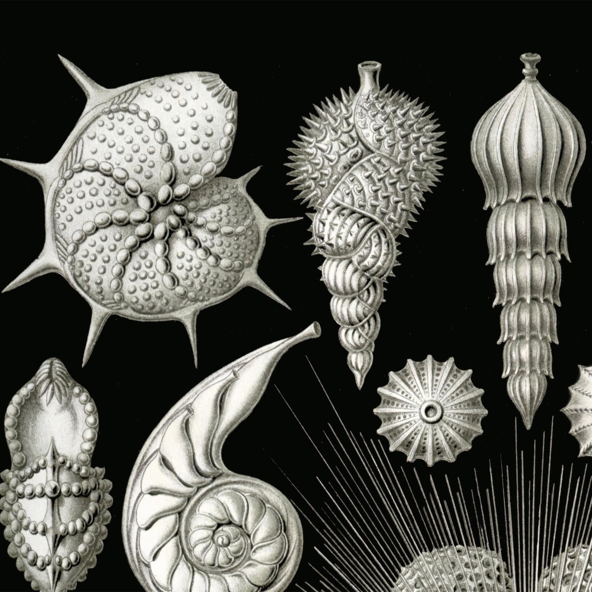 Ernst Haeckel Thalamphora Marine Life (Art Forms in Nature) | Ocean Seashells Starfish | Natural History Gift Vintage Fine Art Print