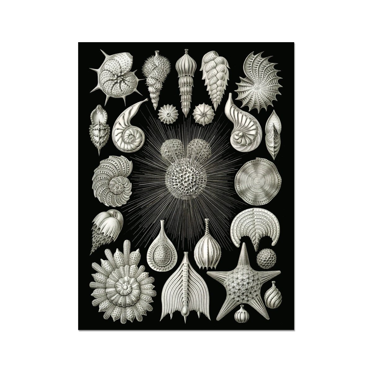 Ernst Haeckel Thalamphora Marine Life (Art Forms in Nature) | Ocean Seashells Starfish | Natural History Gift Vintage Fine Art Print