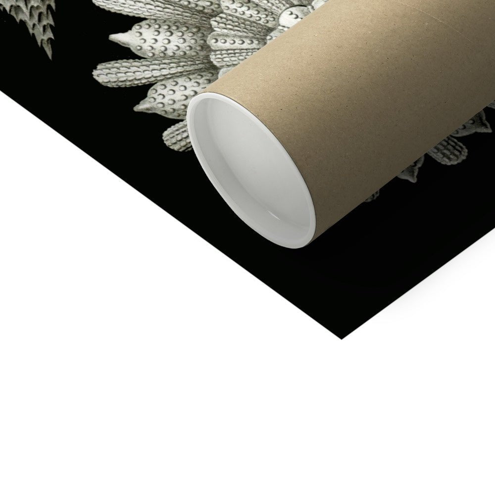 Ernst Haeckel Thalamphora Marine Life (Art Forms in Nature) | Ocean Seashells Starfish | Natural History Gift Vintage Fine Art Print