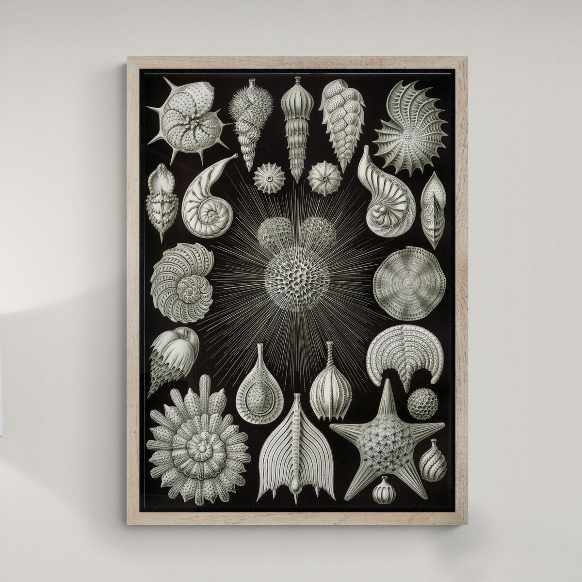 giclee 4&quot;x6&quot; Ernst Haeckel Thalamphora Marine Life (Art Forms in Nature) | Ocean Seashells Starfish | Natural History Gift Vintage Fine Art Print