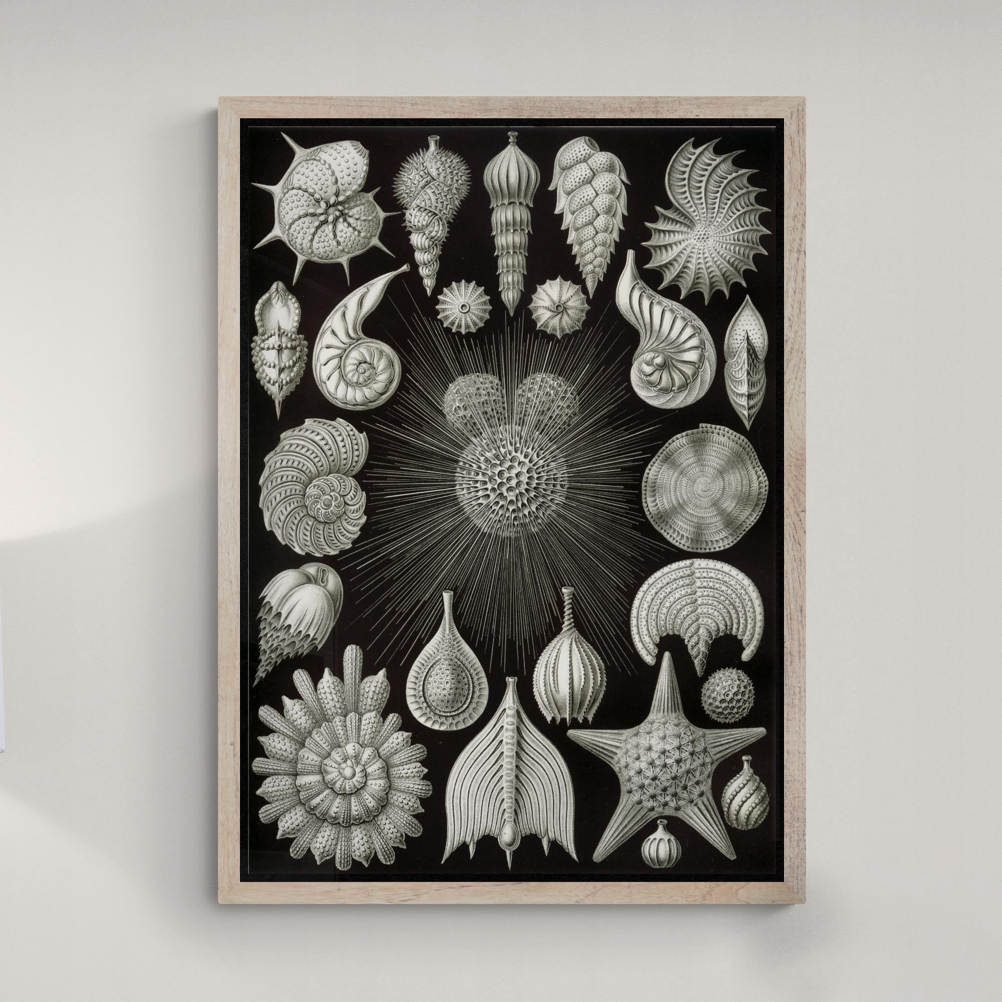 giclee 4"x6" Ernst Haeckel Thalamphora Marine Life (Art Forms in Nature) | Ocean Seashells Starfish | Natural History Gift Vintage Fine Art Print