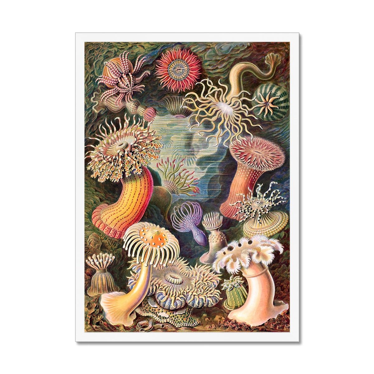 Framed Print 6"x8" / White Frame Framed Ernst Haeckel Actiniae Sea Anemones Marine Life | Sea Life, Ocean Home Decor | Natural History Vintage Evolution Framed Art Print