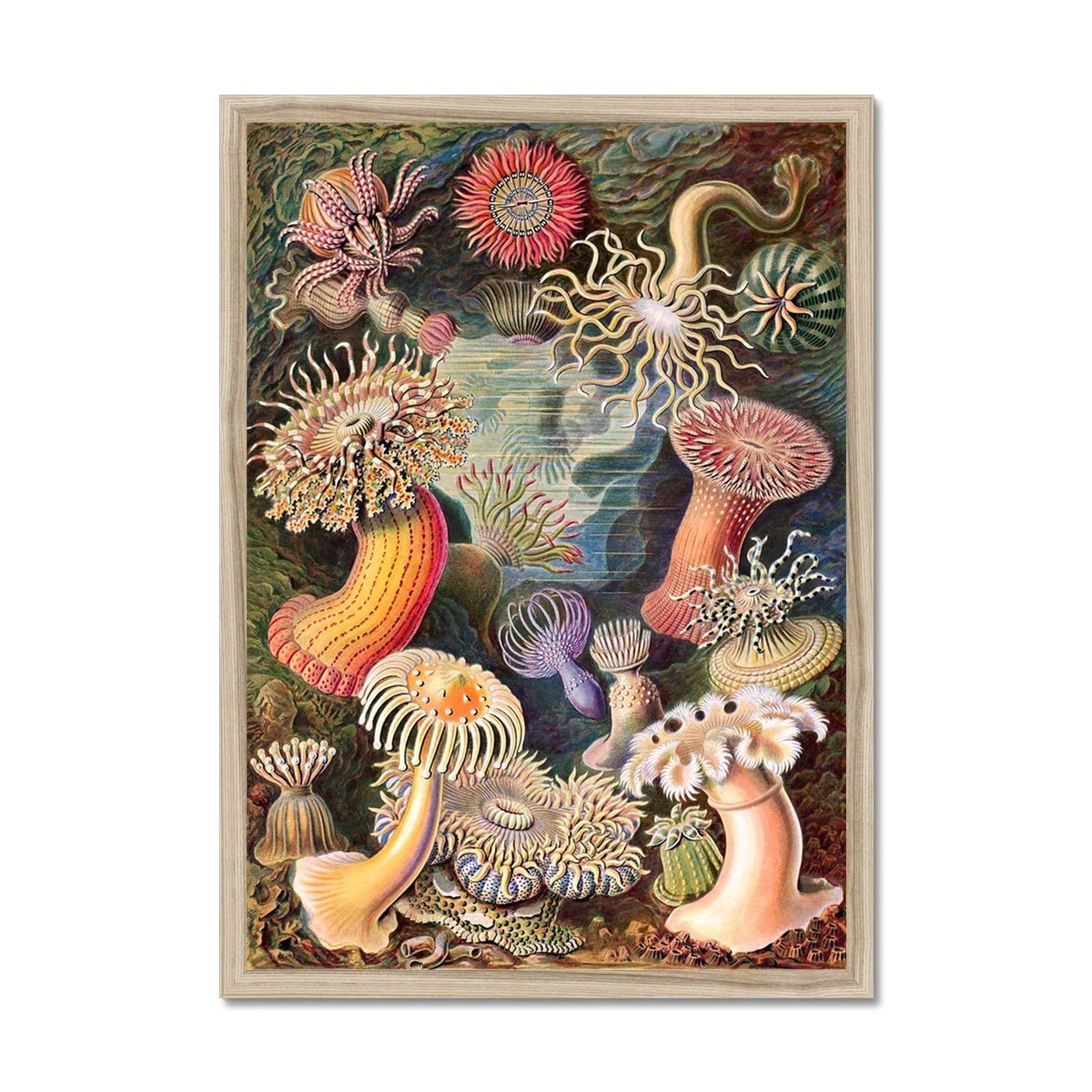 Framed Print 6"x8" / Natural Frame Framed Ernst Haeckel Actiniae Sea Anemones Marine Life | Sea Life, Ocean Home Decor | Natural History Vintage Evolution Framed Art Print