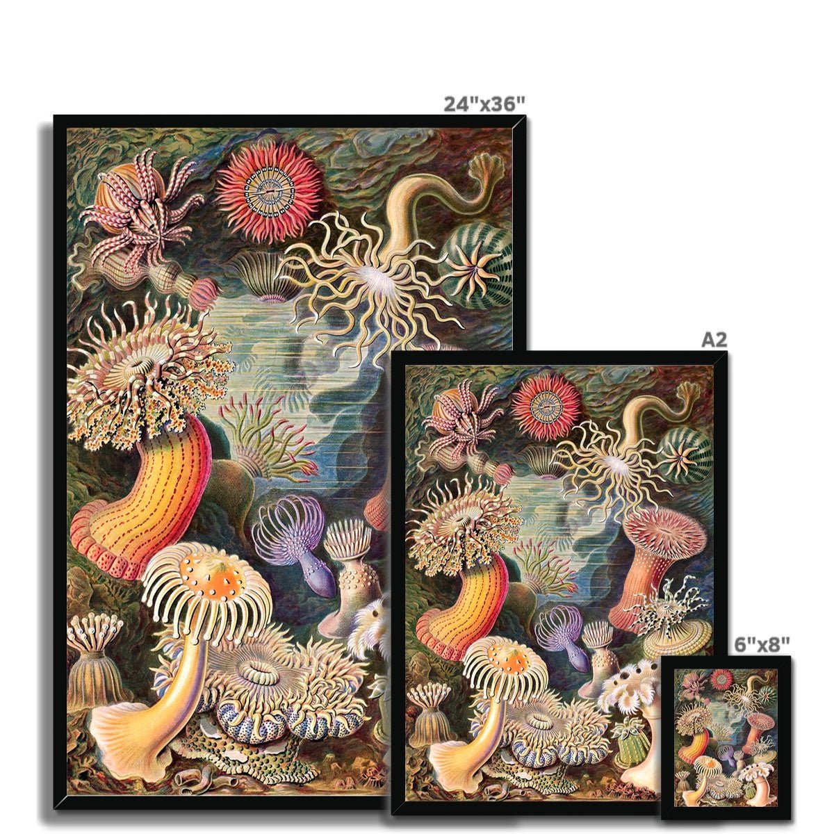 Framed Ernst Haeckel Actiniae Sea Anemones Marine Life | Sea Life, Ocean Home Decor | Natural History Vintage Evolution Framed Art Print