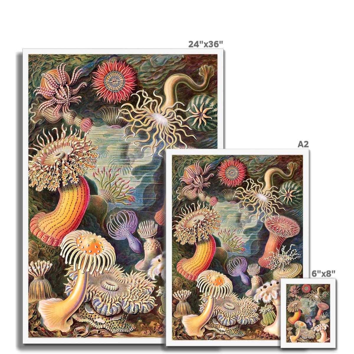 Framed Ernst Haeckel Actiniae Sea Anemones Marine Life | Sea Life, Ocean Home Decor | Natural History Vintage Evolution Framed Art Print