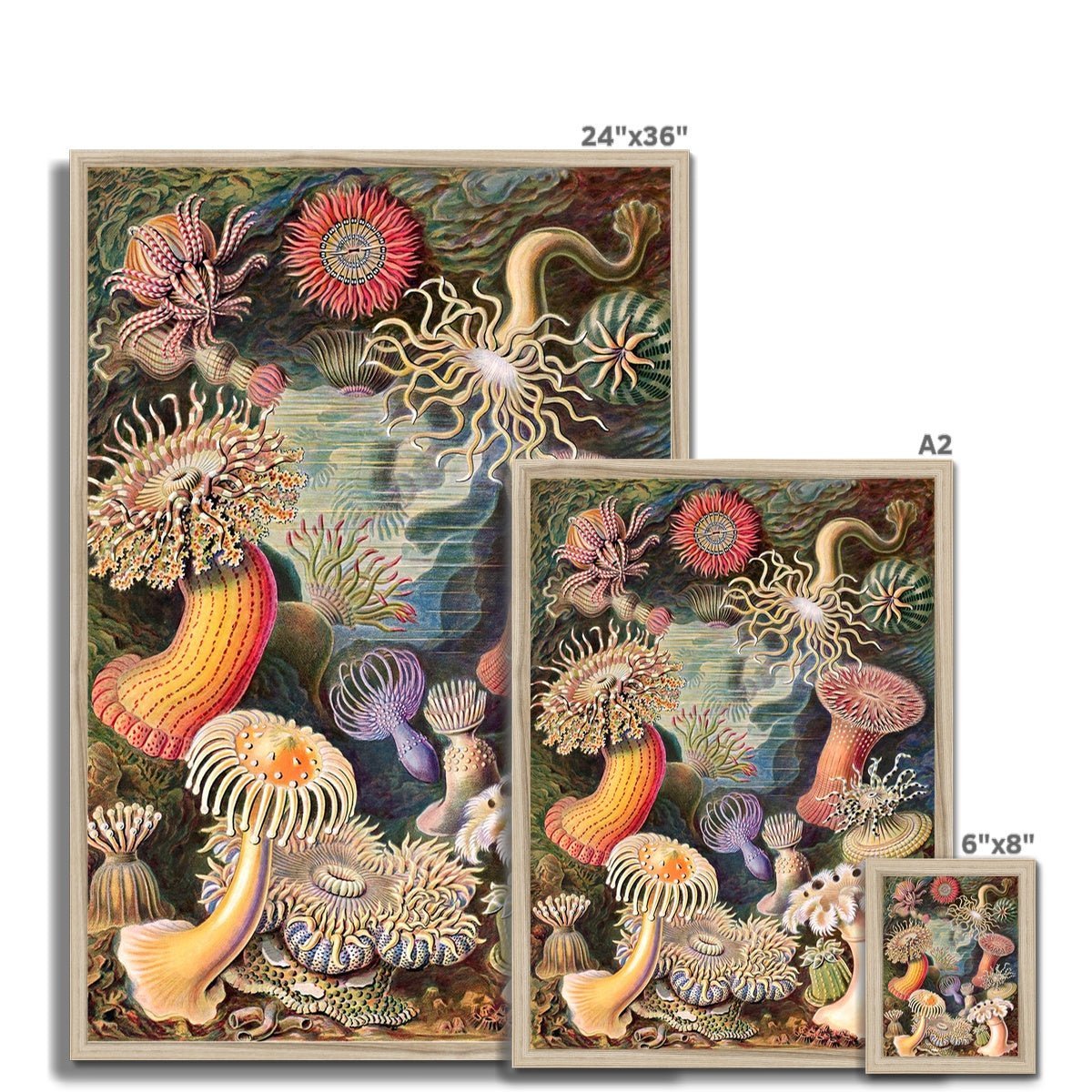 Framed Ernst Haeckel Actiniae Sea Anemones Marine Life | Sea Life, Ocean Home Decor | Natural History Vintage Evolution Framed Art Print